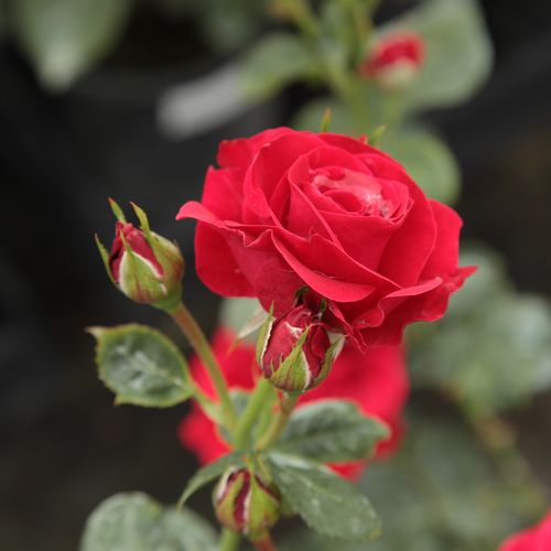 Rosa  Nina Weibull® - czerwony  - Róże pienne - z kwiatami bukietowymi - korona krzaczasta